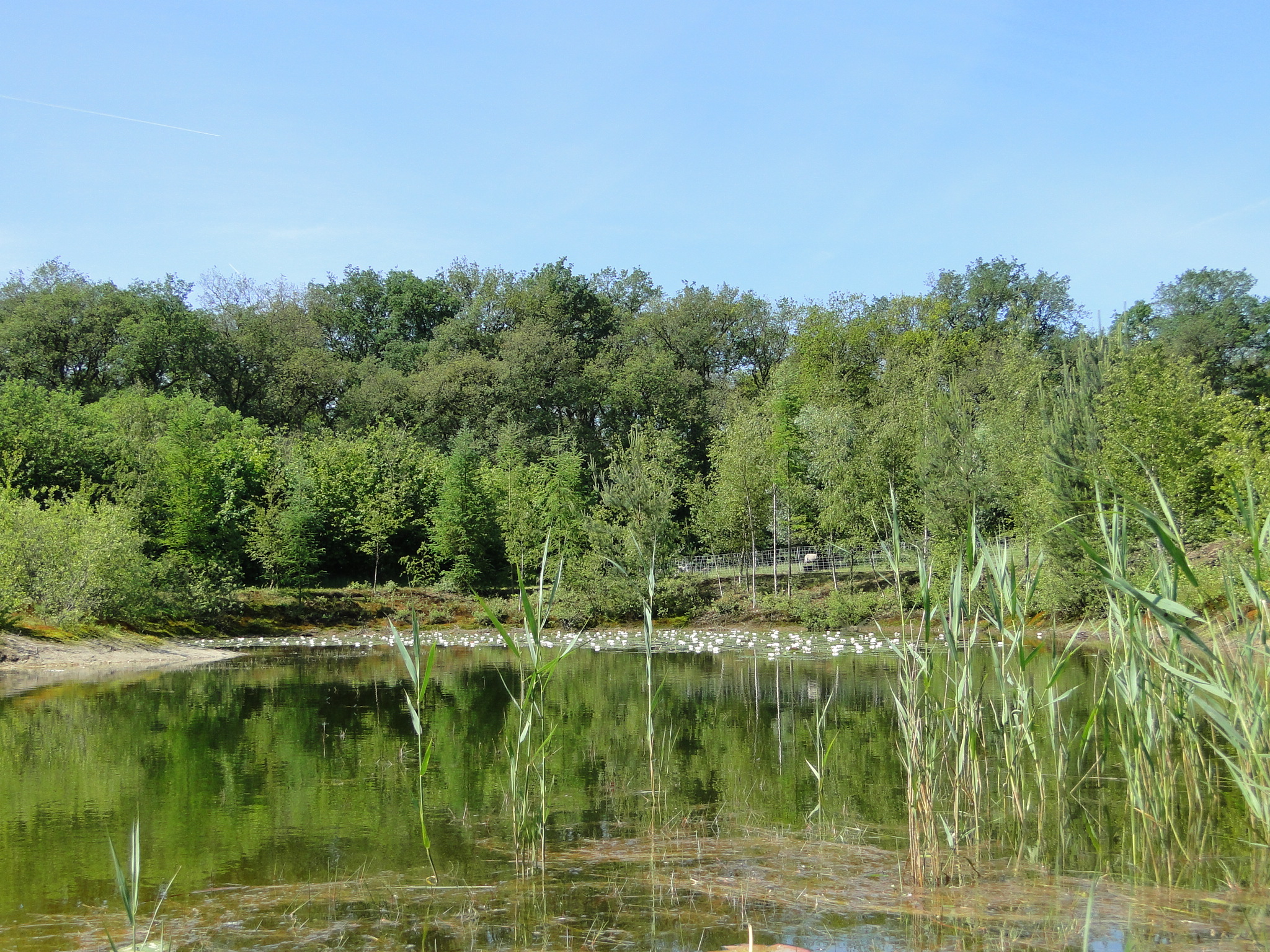 2011HWK 036.jpg